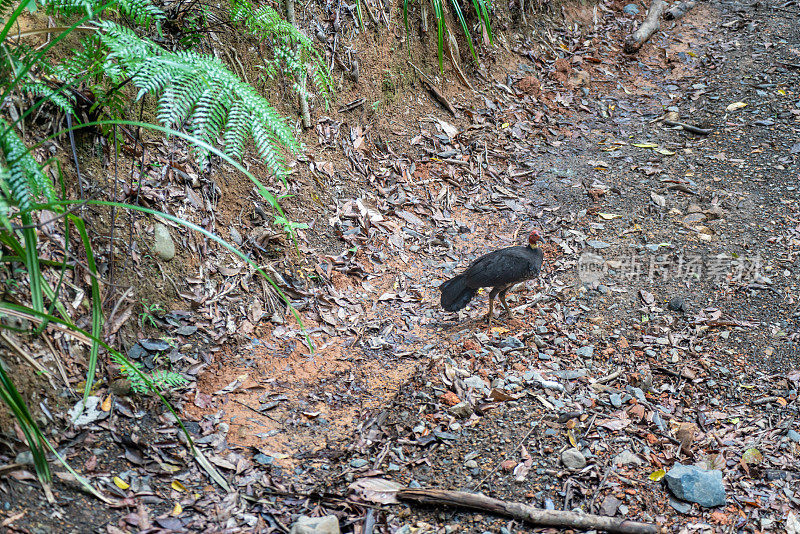 澳大利亚灌木火鸡(Alectura lathami)在库兰达雨林，澳大利亚昆士兰